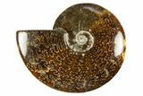 Polished Cretaceous Ammonite (Cleoniceras) Fossil - Madagascar #303963-1